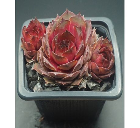 Sempervivum LADY DI