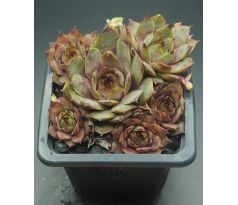 Sempervivum NOME