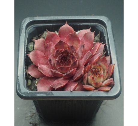 Sempervivum LAUNCELOT