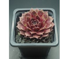 Sempervivum LAURA LEE