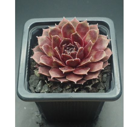 Sempervivum LAURA LEE