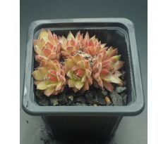 Sempervivum POWDER PUFF