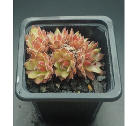 Sempervivum POWDER PUFF