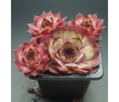 Sempervivum LIESBETH