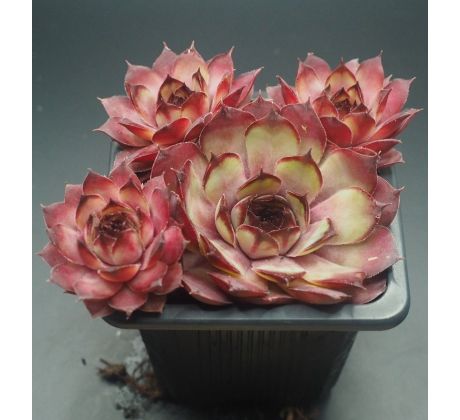 Sempervivum LIESBETH