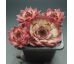 Sempervivum LIESBETH