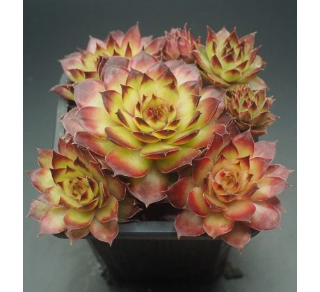 Sempervivum LITTLE COFFEE CUP