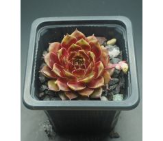 Sempervivum LITTLE FLIRT