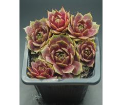 Sempervivum LUDMILA