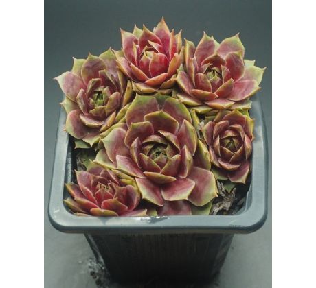 Sempervivum LUDMILA