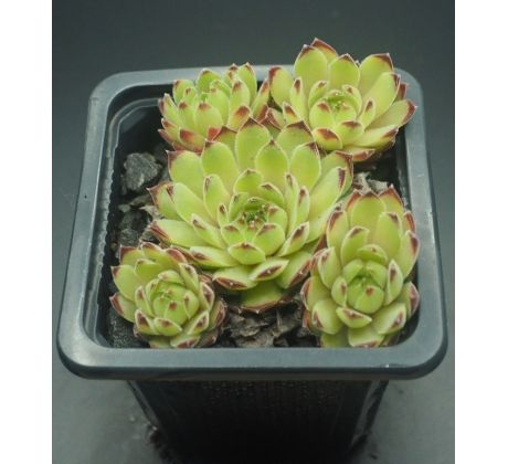 Sempervivum LYRA