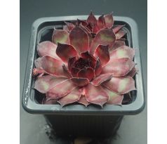 Sempervivum MAJANKA