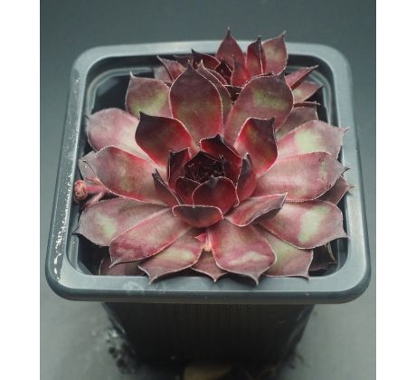 Sempervivum MAJANKA