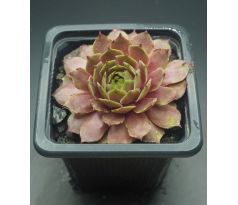 Sempervivum MARY FRANCES