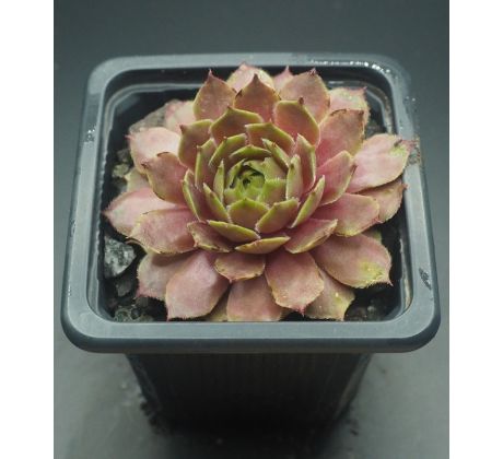 Sempervivum MARY FRANCES