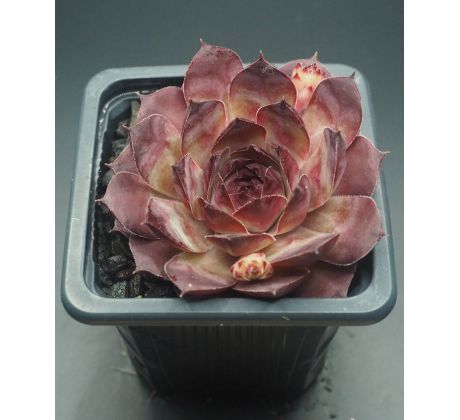 Sempervivum MARY-BETH