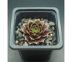 Sempervivum MAYTIME