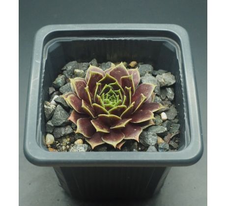 Sempervivum MAYTIME