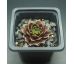 Sempervivum MAYTIME