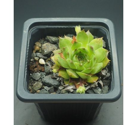 Sempervivum MARIADOC