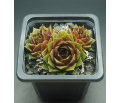 Sempervivum MERLE