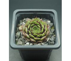 Sempervivum MINOO