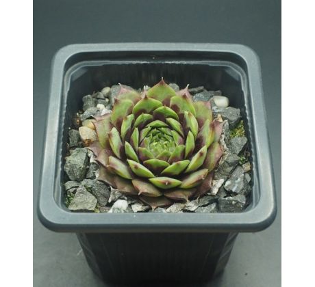 Sempervivum MINOO