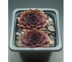 Sempervivum MONASES