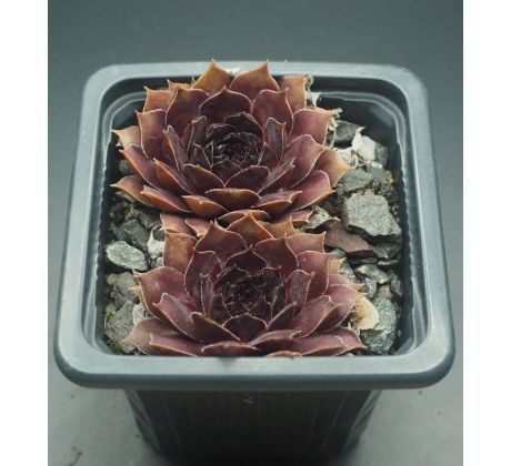 Sempervivum MONASES