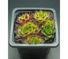 Sempervivum MONDSTEIN - grüner typ