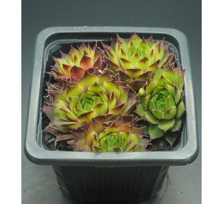 Sempervivum MONDSTEIN - grüner typ