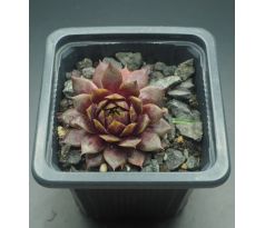 Sempervivum MOON SHADOW