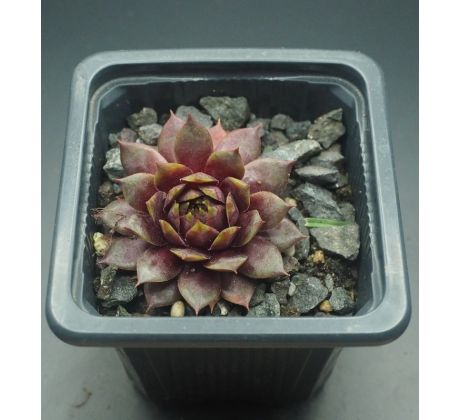 Sempervivum MOON SHADOW