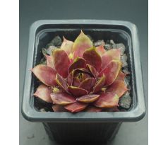 Sempervivum MORGENRÖTE