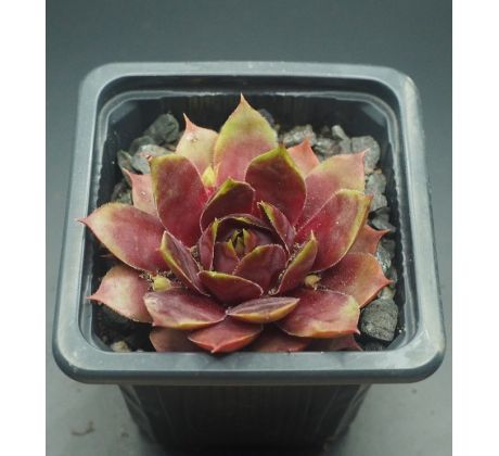 Sempervivum MORGENRÖTE