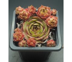 Sempervivum MUSAN CHA