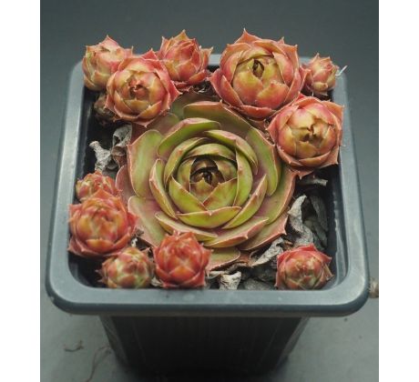 Sempervivum MUSAN CHA