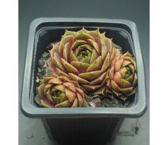 Sempervivum MUSIC DREAM