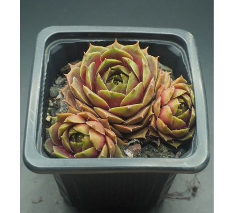 Sempervivum MUSIC DREAM