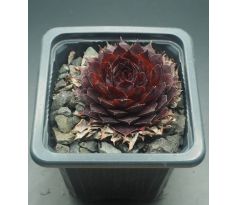 Sempervivum NACHTSPIEL