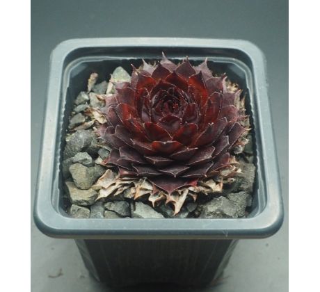 Sempervivum NACHTSPIEL