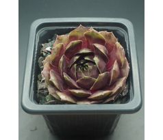 Sempervivum NADEGE