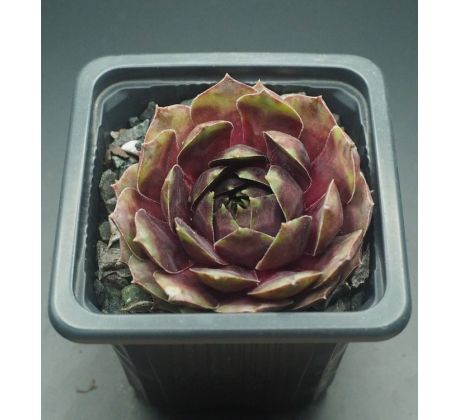 Sempervivum NADEGE