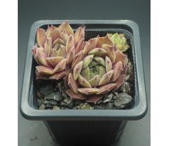 Sempervivum NEPTUNE