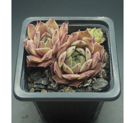 Sempervivum NEPTUNE