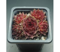 Sempervivum NIGHT DETECTOR