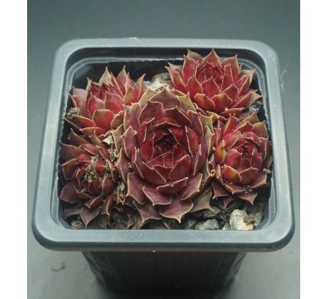 Sempervivum NIGHT DETECTOR