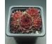 Sempervivum NIGHT DETECTOR