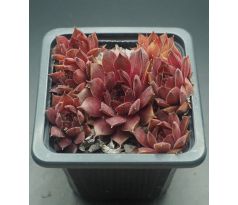 Sempervivum NIGHT HAWK