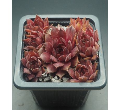 Sempervivum NIGHT HAWK